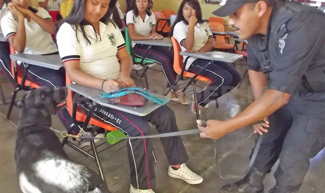 Binomios caninos en Operativo Mochila