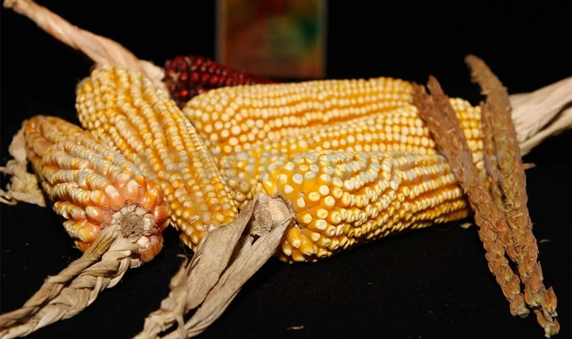 Maíz, base de la alimentación