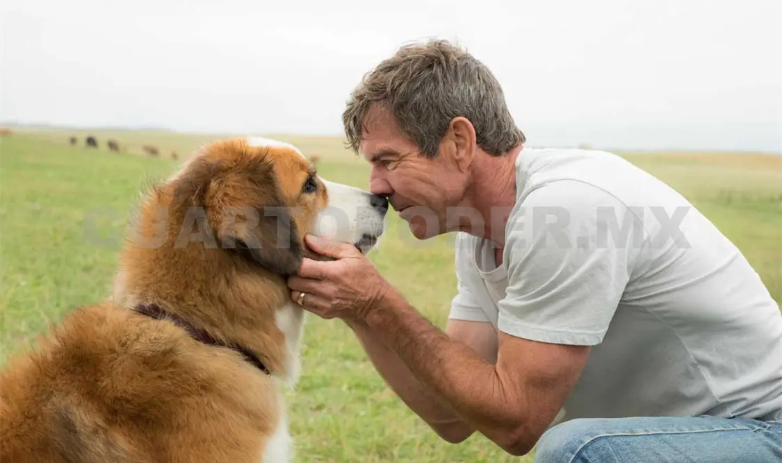 Boicot afecta a A dog’s purpose
