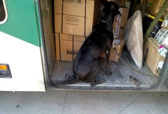 Binomios caninos detectan heroína oculta en libros