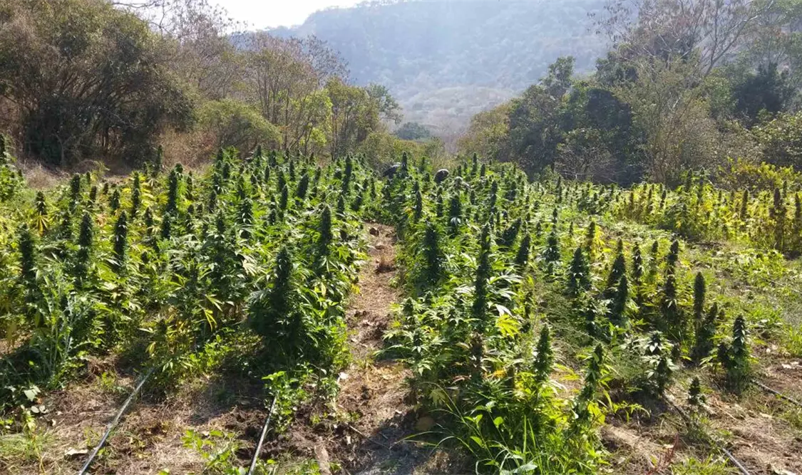 Destruyen más de 100 mil plantas de mariguana en Jalisco
