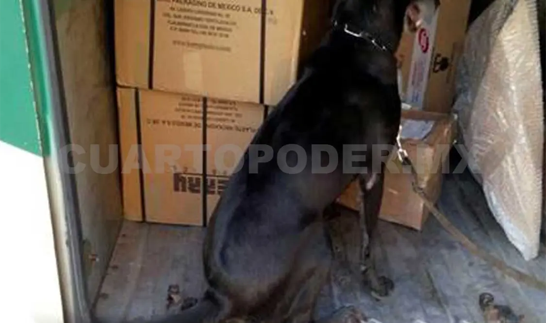 Con el apoyo de binomios caninos, policías federales detectaron heroína oculta. Agencias