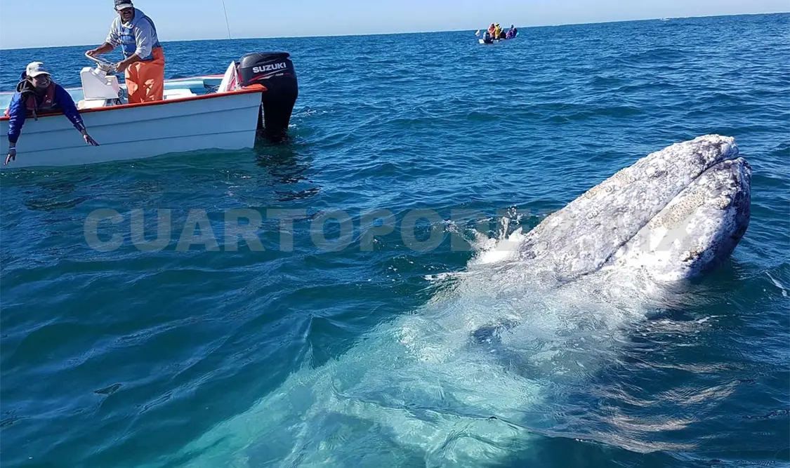 Expertos estudian a ballenas grises
