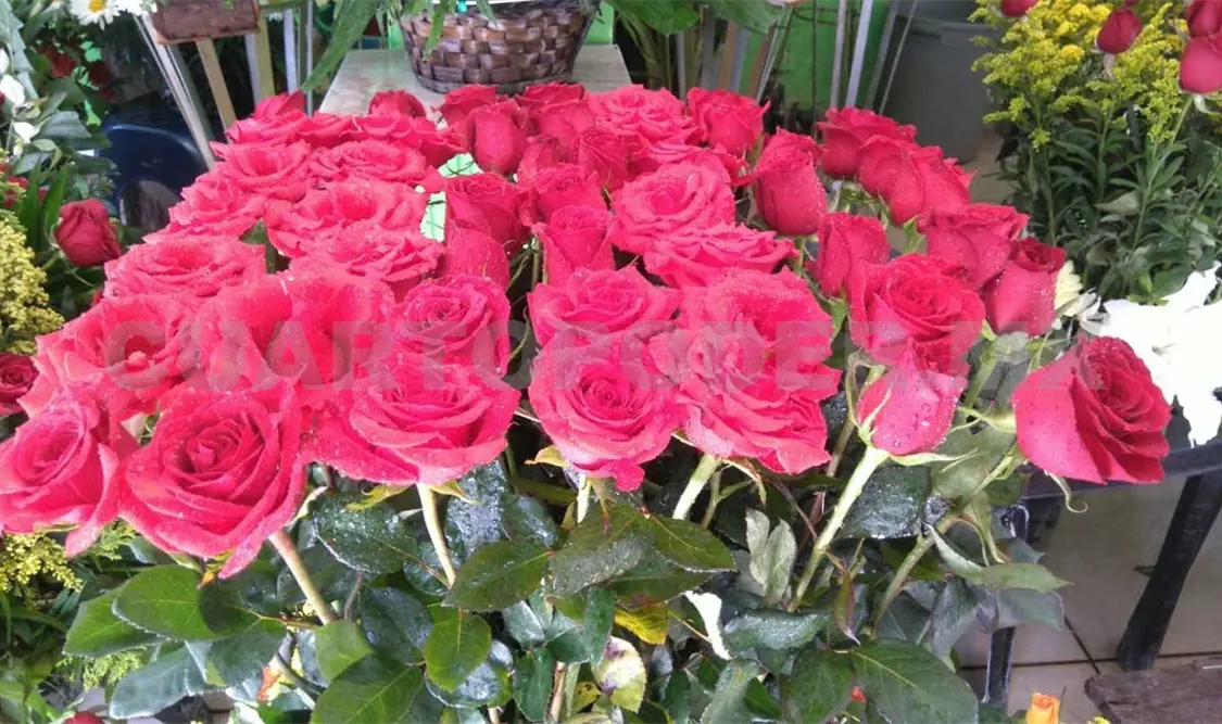 Prevén aumento en la demanda de flores