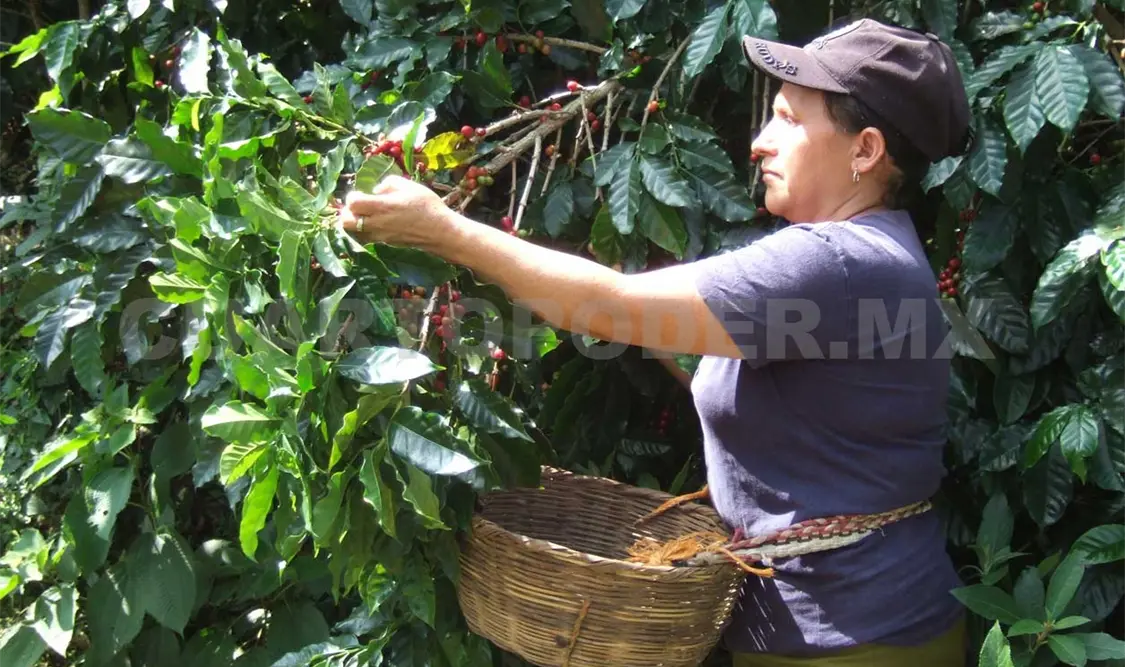 Listo Chiapas para recibir a jornaleros agrícolas