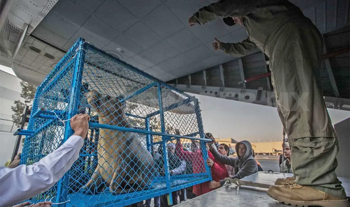 Llegan a Nayarit lobos marinos