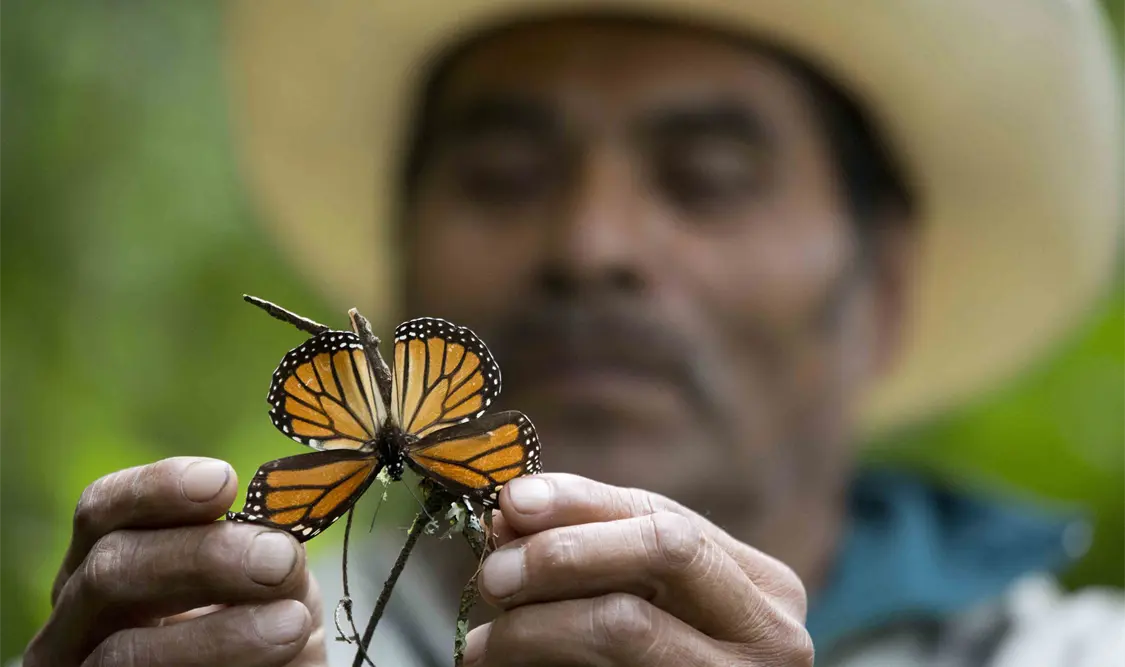 Disminuye superficie forestal ocupada por mariposa monarca en México