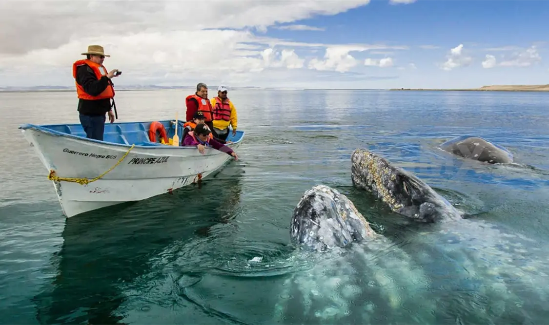 Preocupa a comerciantes que esta zona deje de ser un punto para el avistamiento de ballenas, puesto que este atractivo turístico es principal fuente de ingresos de muchos personas. Agencias