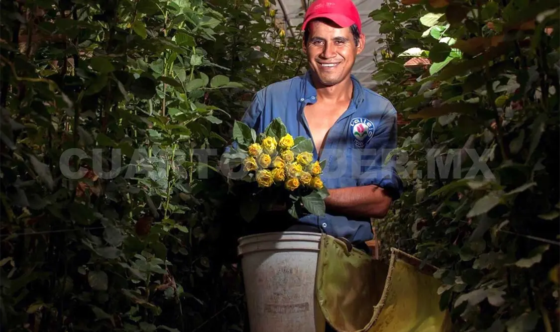 Producción de rosas creció 5.6%