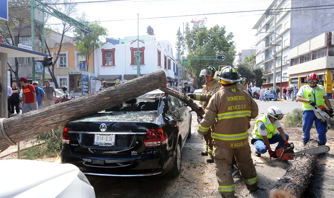 Suman al menos 60 ramas y árboles caídos por fuerte viento en CDMX