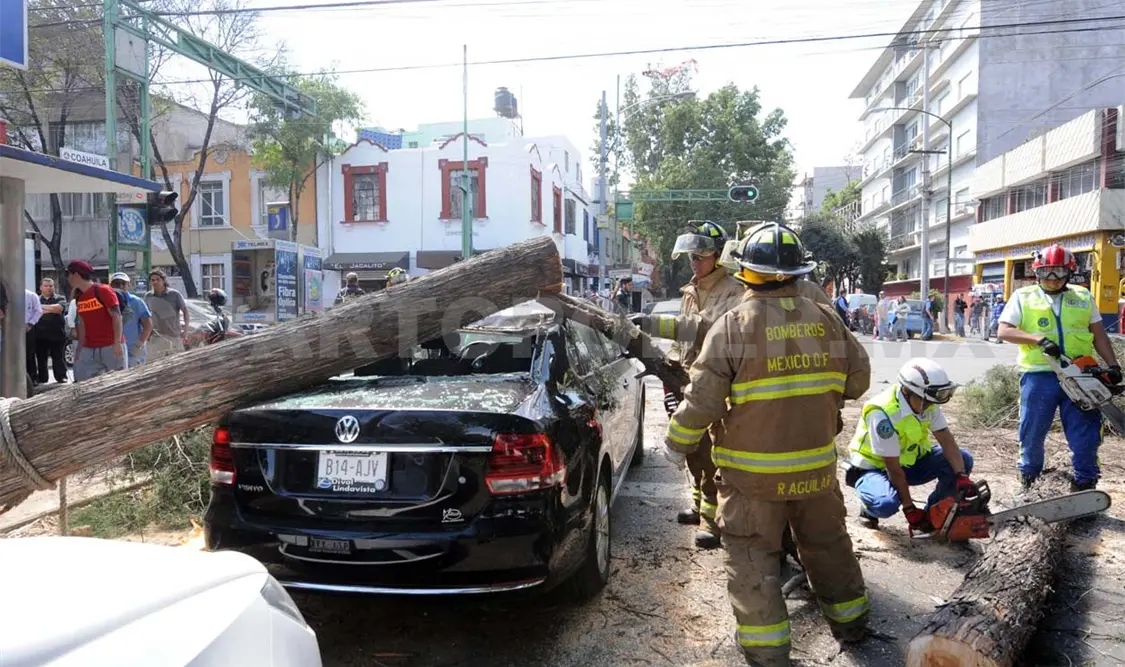 Vientos en la CDMX provocan caída de 60 árboles
