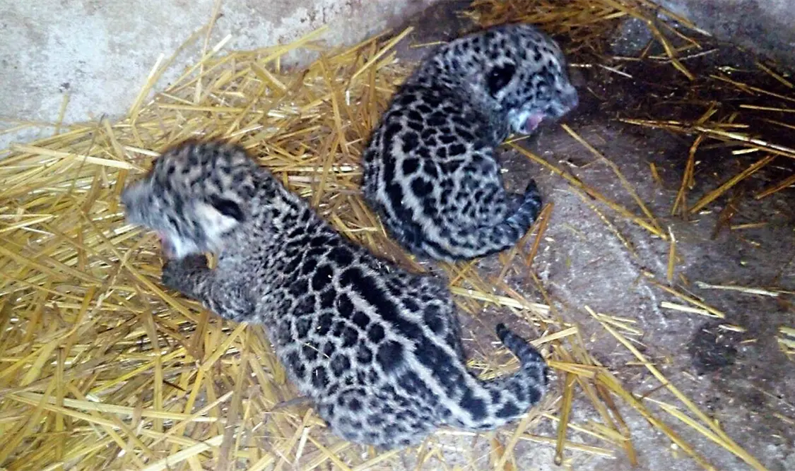 Nacen dos ejemplares de jaguar en instalaciones de vida silvestre en Nayarit