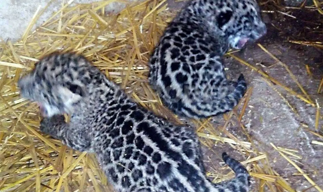 Durante y después del nacimiento de los cachorros, especialistas supervisaron en todo momento a los ejemplares. Notimex