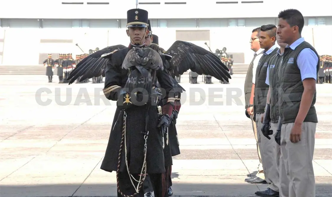 Águila real, al rescate de un símbolo mexicano
