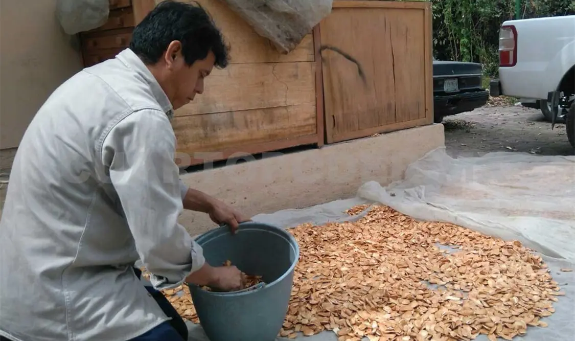 Se busca reforestar y preservar árboles nativos del estado