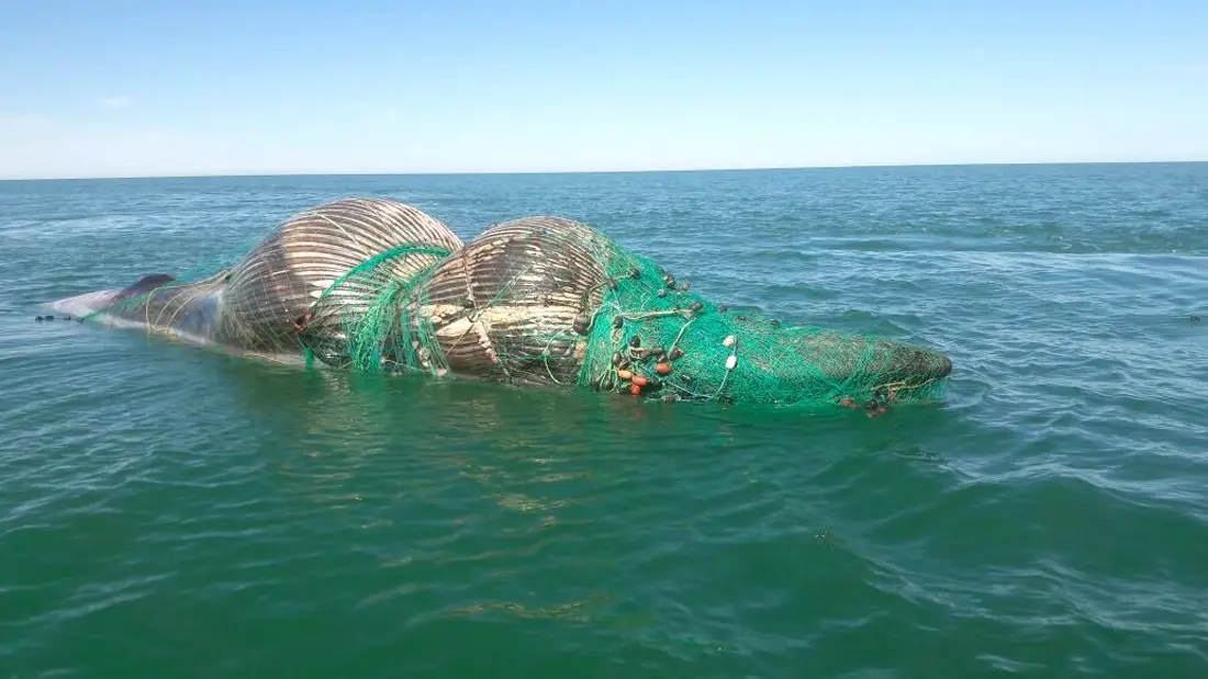 PROFEPA atiende varamiento de ballena muerta