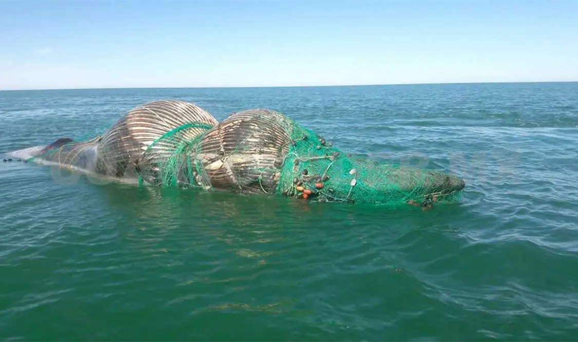 Atienden varamiento de ballena muerta