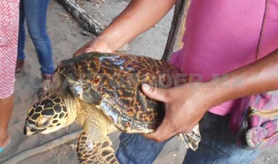 Rescatan tres cocodrilos y una tortuga carey en la costa