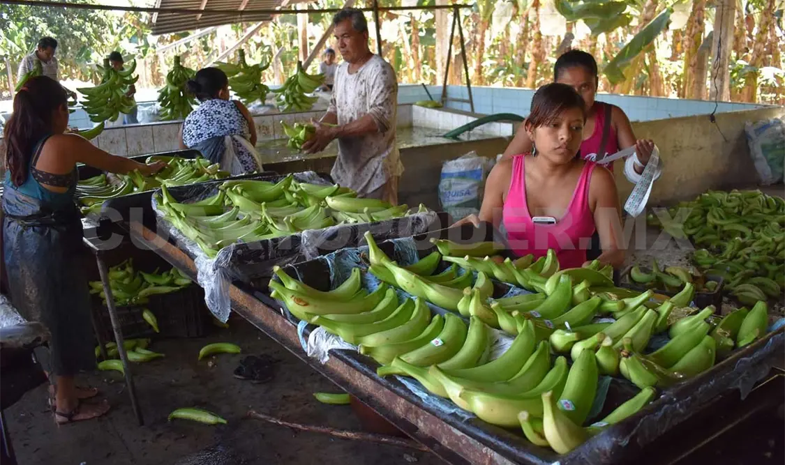 Exportan plátano a EUA y Guatemala