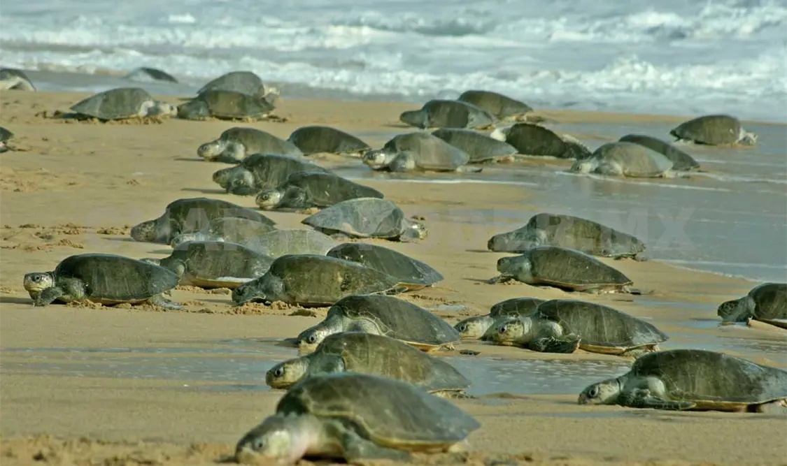 Llegan más de 873 mil tortugas golfinas