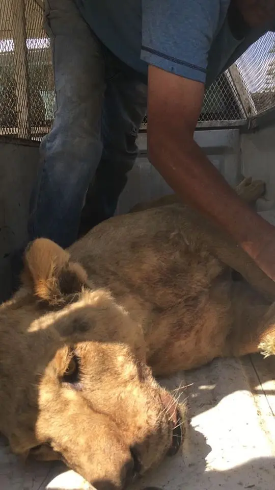 Profepa asegura a león africano Jalisco