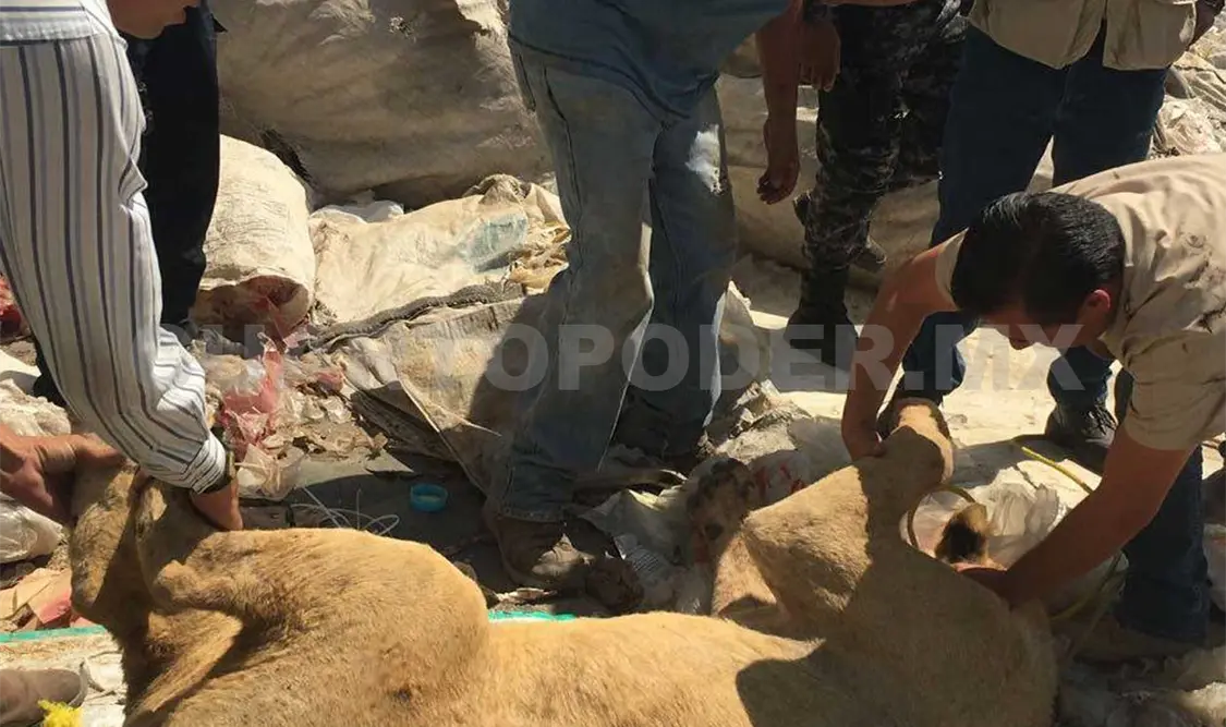 Profepa asegura a león africano