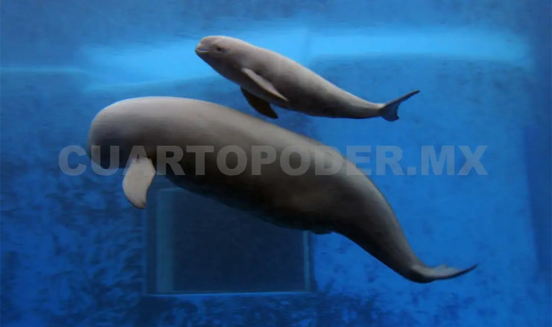 Es necesario proteger y preservar a la vaquita marina, especie en peligro de extinción.