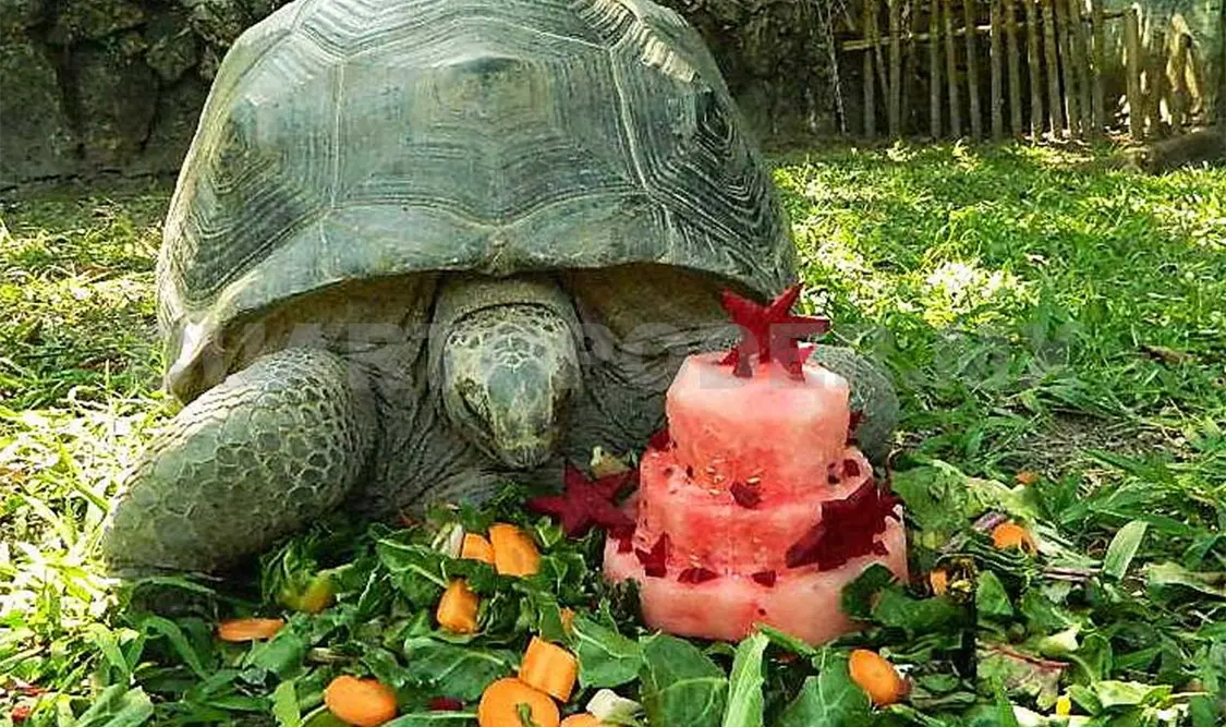 Cumpleaños de la tortuga gigante Aldi
