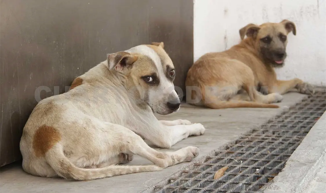Señalan alto índice de moquillo en perros en Chiapas