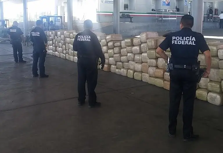 Decomisan más de tres toneladas de mariguana en Nuevo León