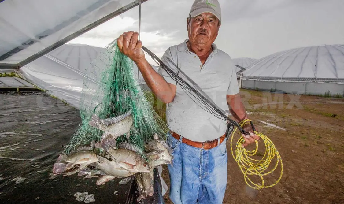 Producción de mojarra creció 15.6 por ciento