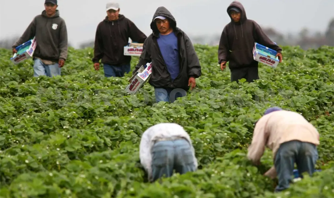 Alistan tres ferias para los jornaleros agrícolas