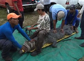 CAPTURAN COCODRILO QUE OCASIONÓ UNA PÉRDIDA HUMANA