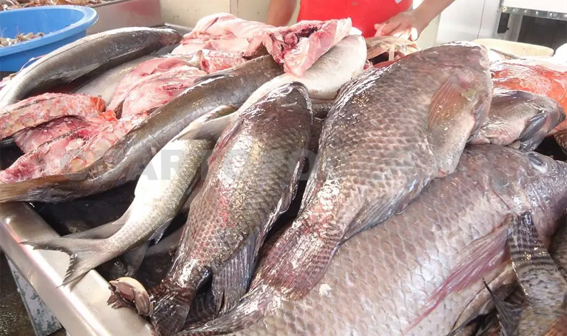 Producción de mojarra tilapia, actividad rentable