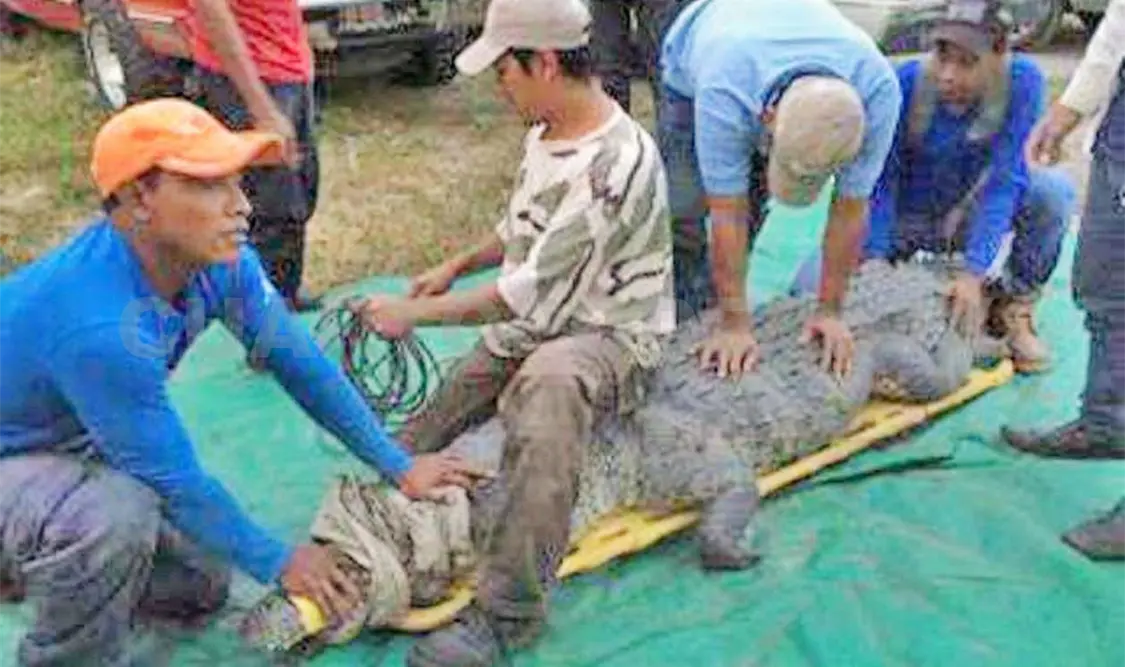 Capturan a cocodrilo buscado por ataque