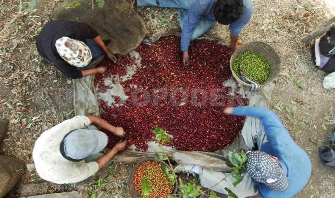 La meta es generar 4.5 millones de sacos de café para 2018 y en 2020 se llegue a producir entre 6 y 7 millones de sacos. Agencias