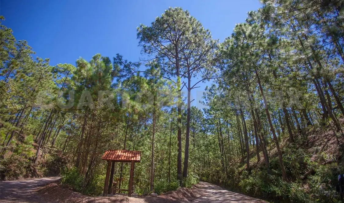 Madera abastece más energía que el Sol