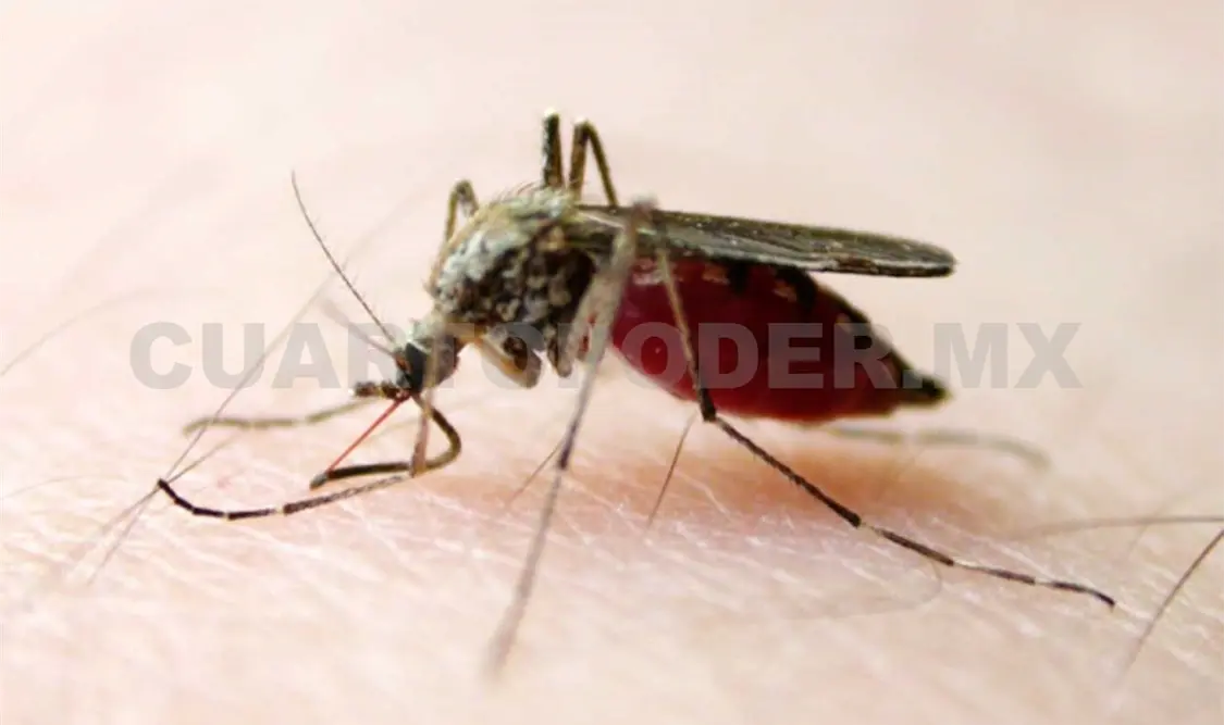 Alertan por riesgo de malaria en la frontera