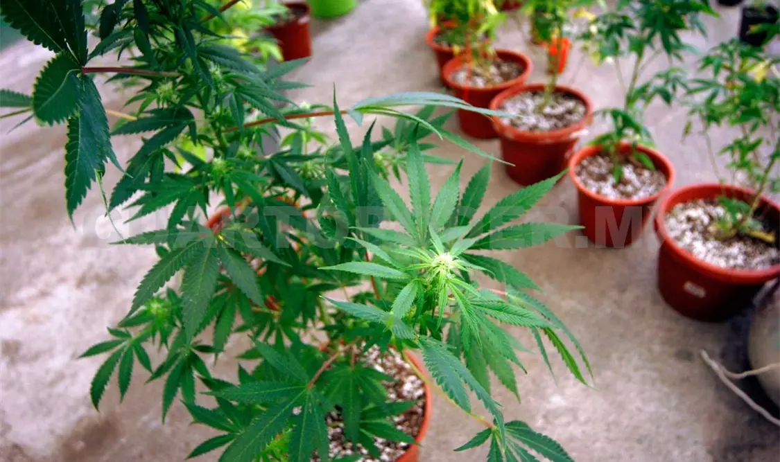 Marihuana, una droga de fácil acceso para los menores