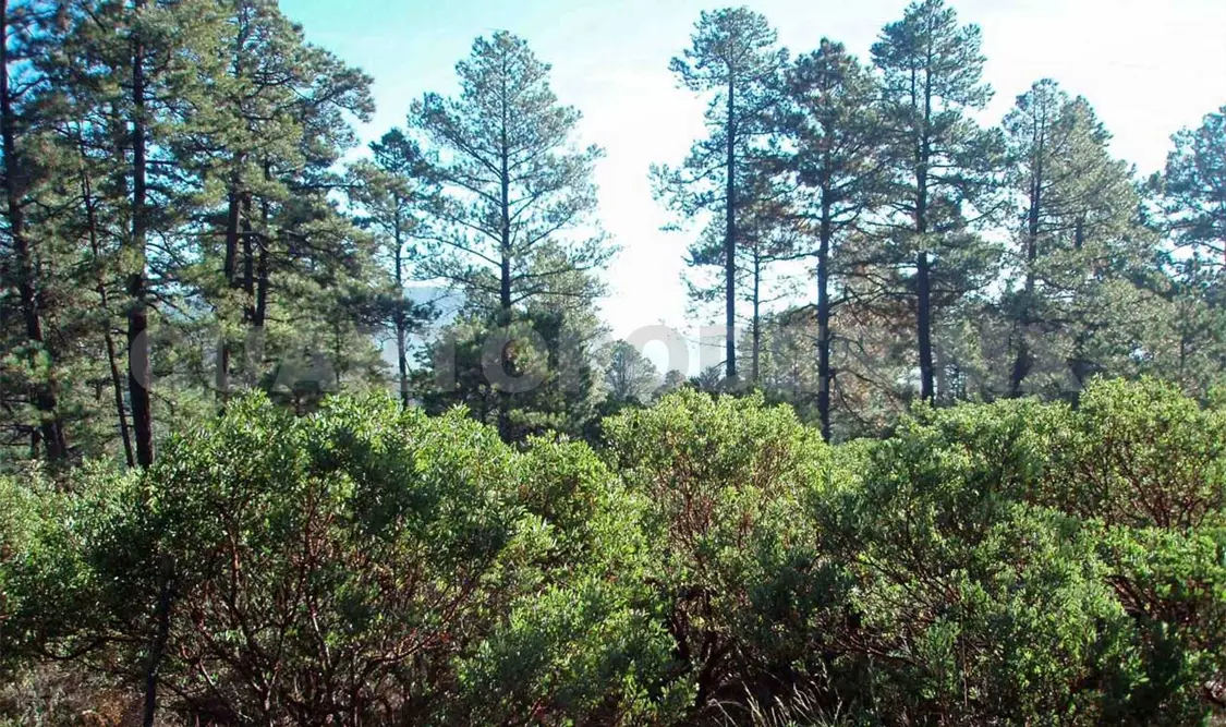 La pérdida del hábitat en Chiapas se debe a la degradación de los suelos. Agencias