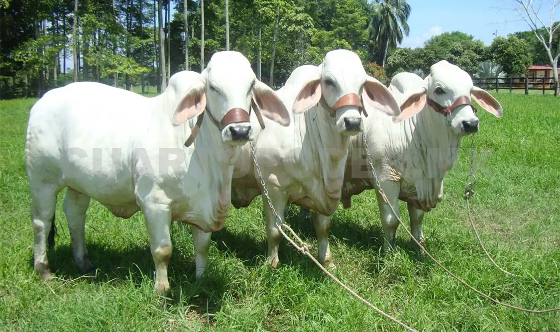 Exportación de carne bovina crece 800%
