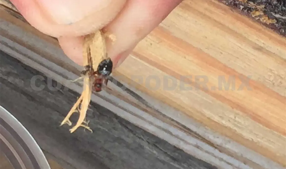 Impiden ingreso de madera con plaga
