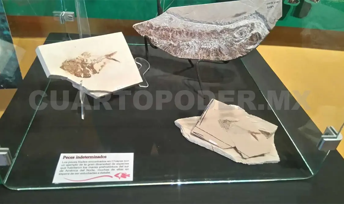 Expondrán fósiles encontrados en el estado