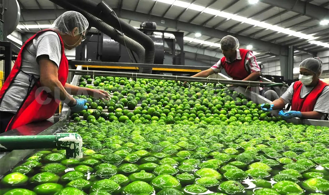 México, productor mundial de limón