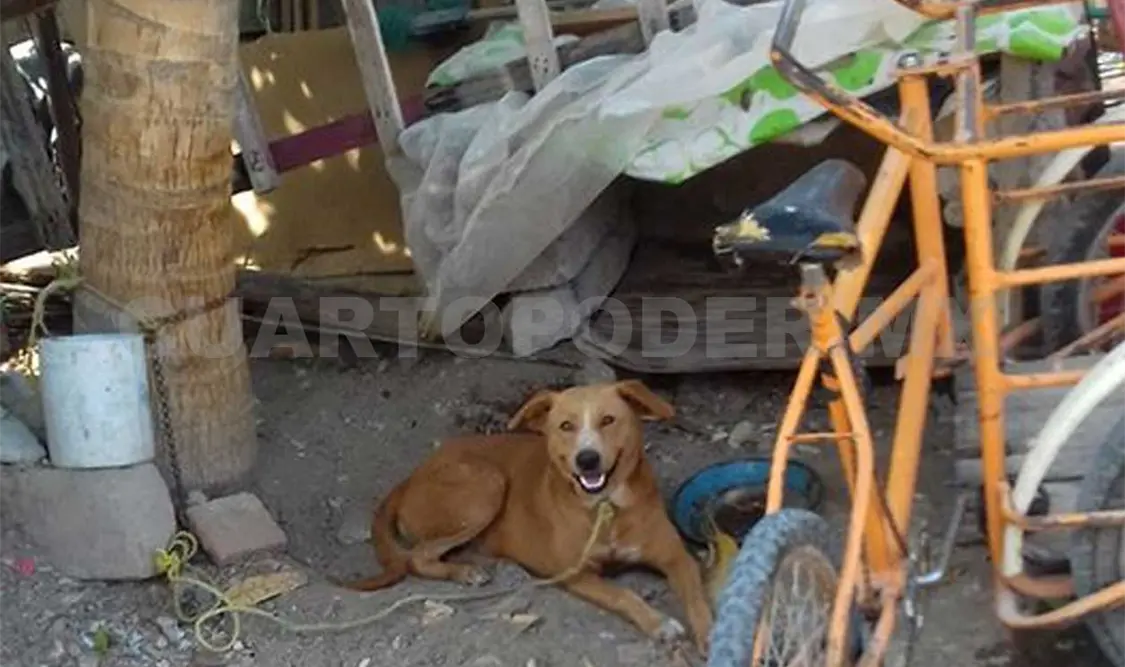 Perro muerde a su benefactora