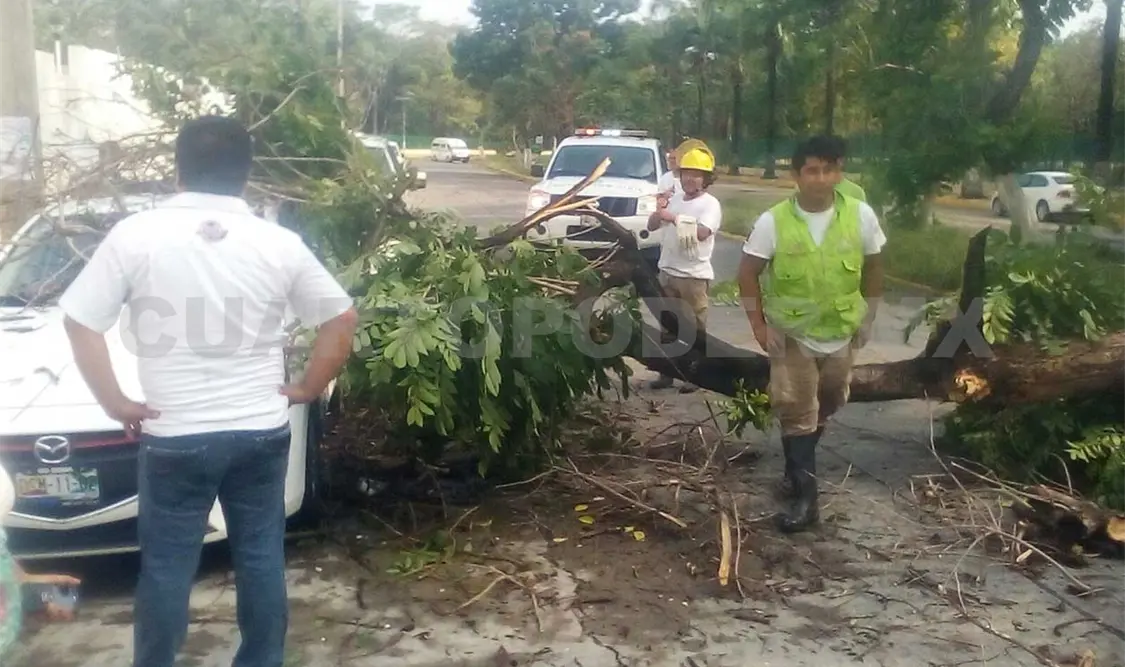 Fuertes vientos tiran árboles