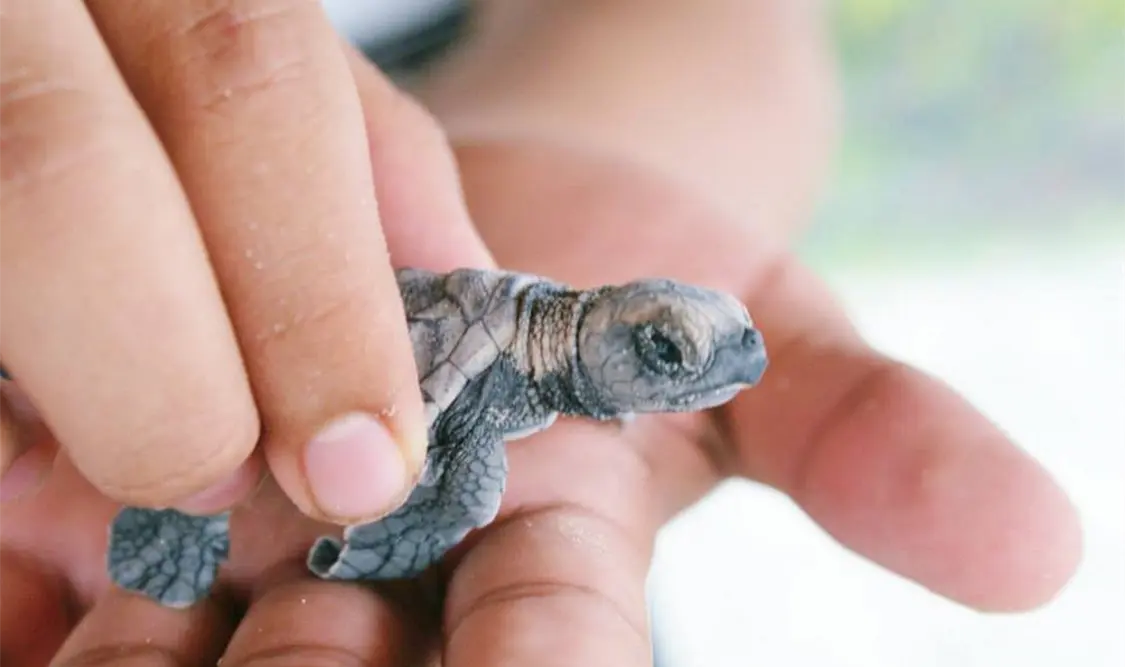 Tortugas marinas inician su ciclo de reproducción en costas yucatecas