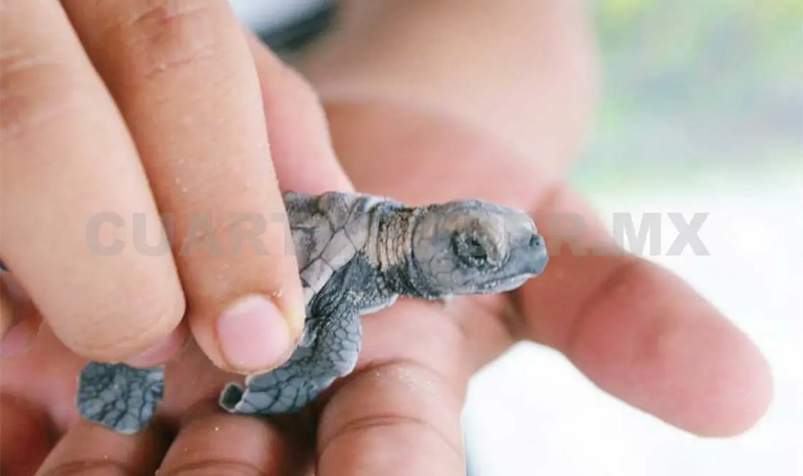 Tortugas marinas inician ciclo de reproducción