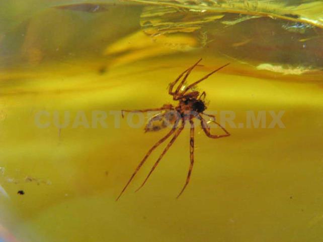 Sobreexplotación del ámbar afecta zonas ecológicas Sobreexplotación del ámbar afecta zonas ecológicas