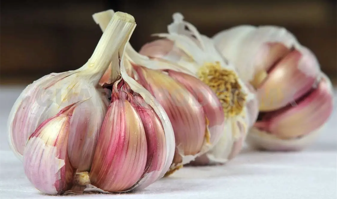 Producción de ajo mexicano creció 28.9%